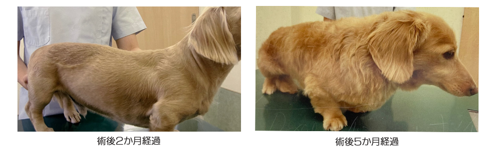 症例報告｜なかじま動物病院｜船橋市の犬猫専門動物病院・土日診療